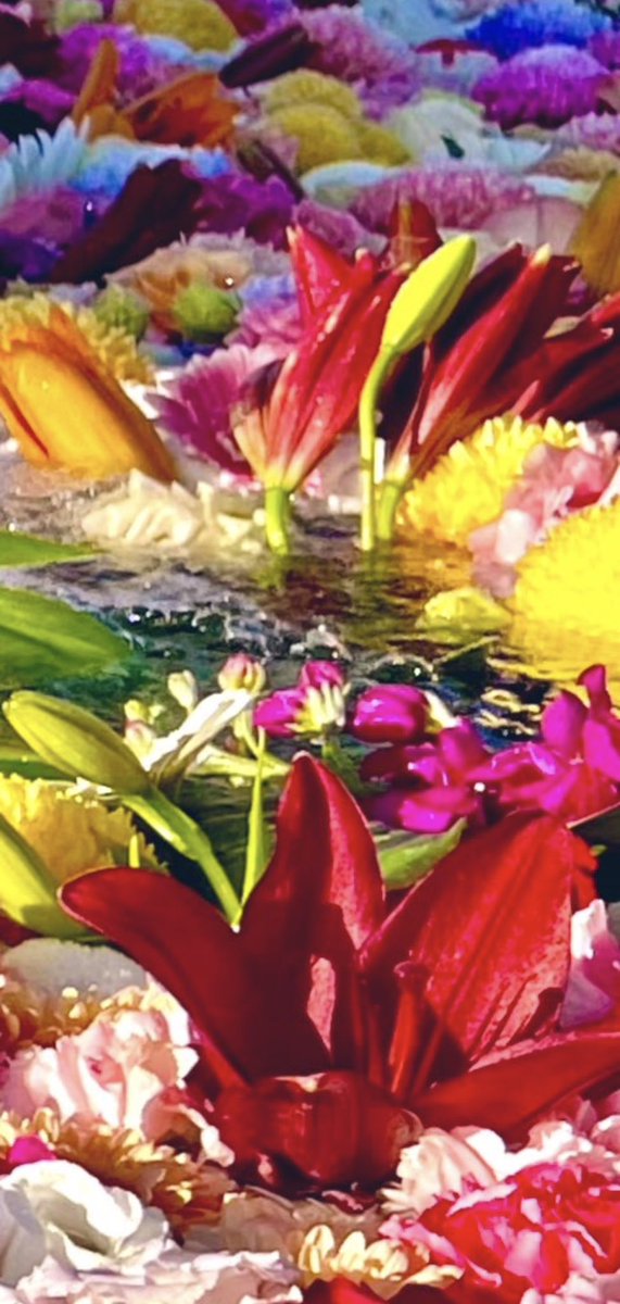 きっかどう（kiccado） tweet media