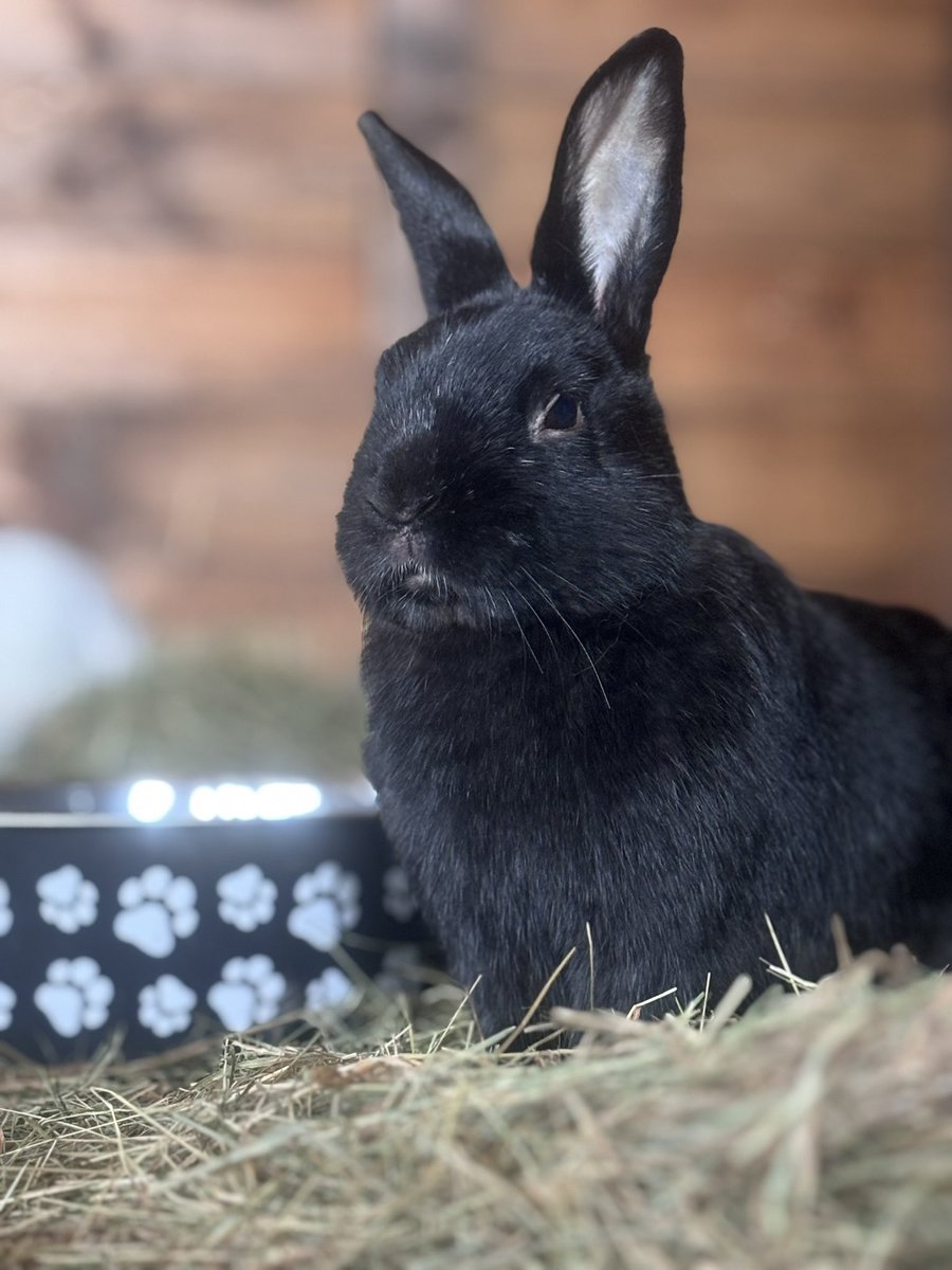 Carrot Cottage Rabbit Rescue tweet media