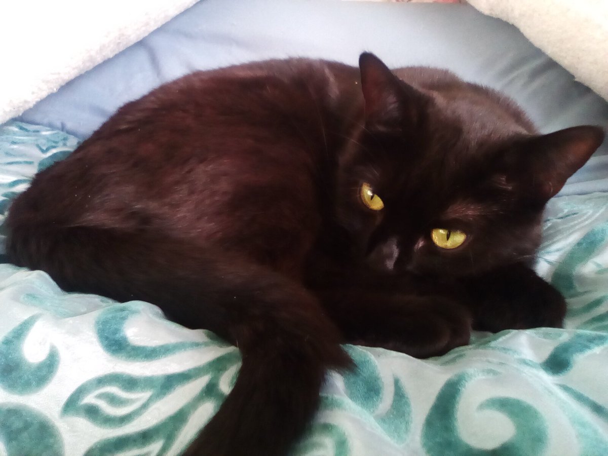 laura watts-fleming in memory of Gabi , Gem🌈 tweet media