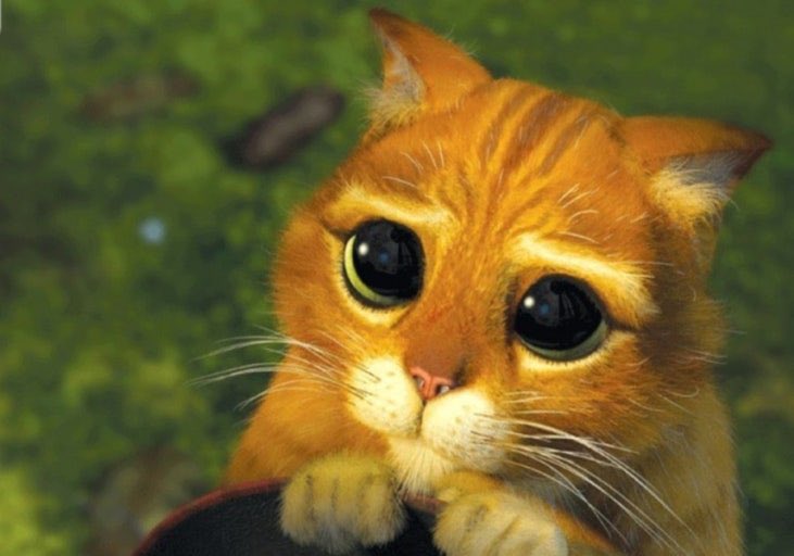 𝙉𝙀𝙆𝙊 。 tweet media