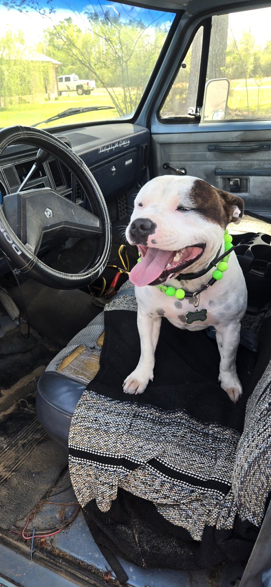 🏈⚾️ Pigskin Petey 🏀🏁 tweet media