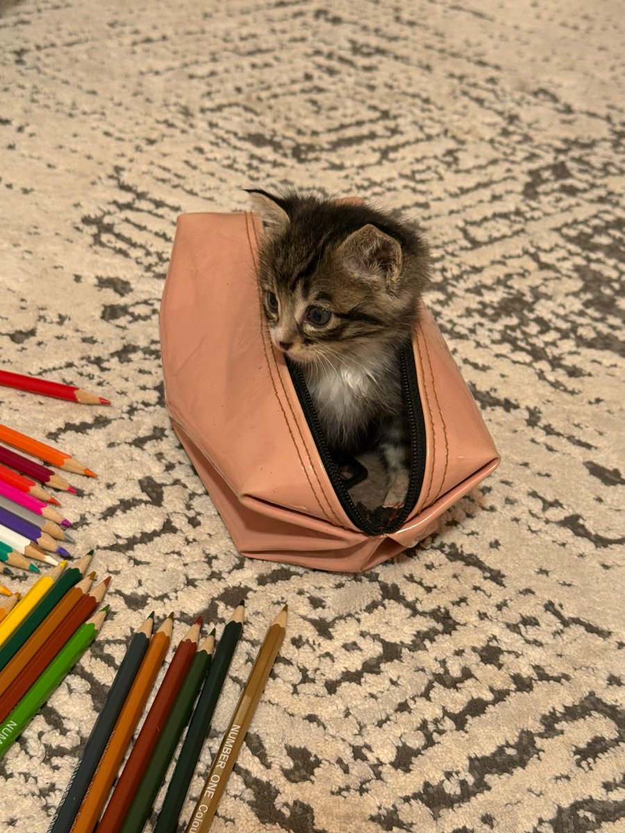 آناستازیا رومانُوا tweet media