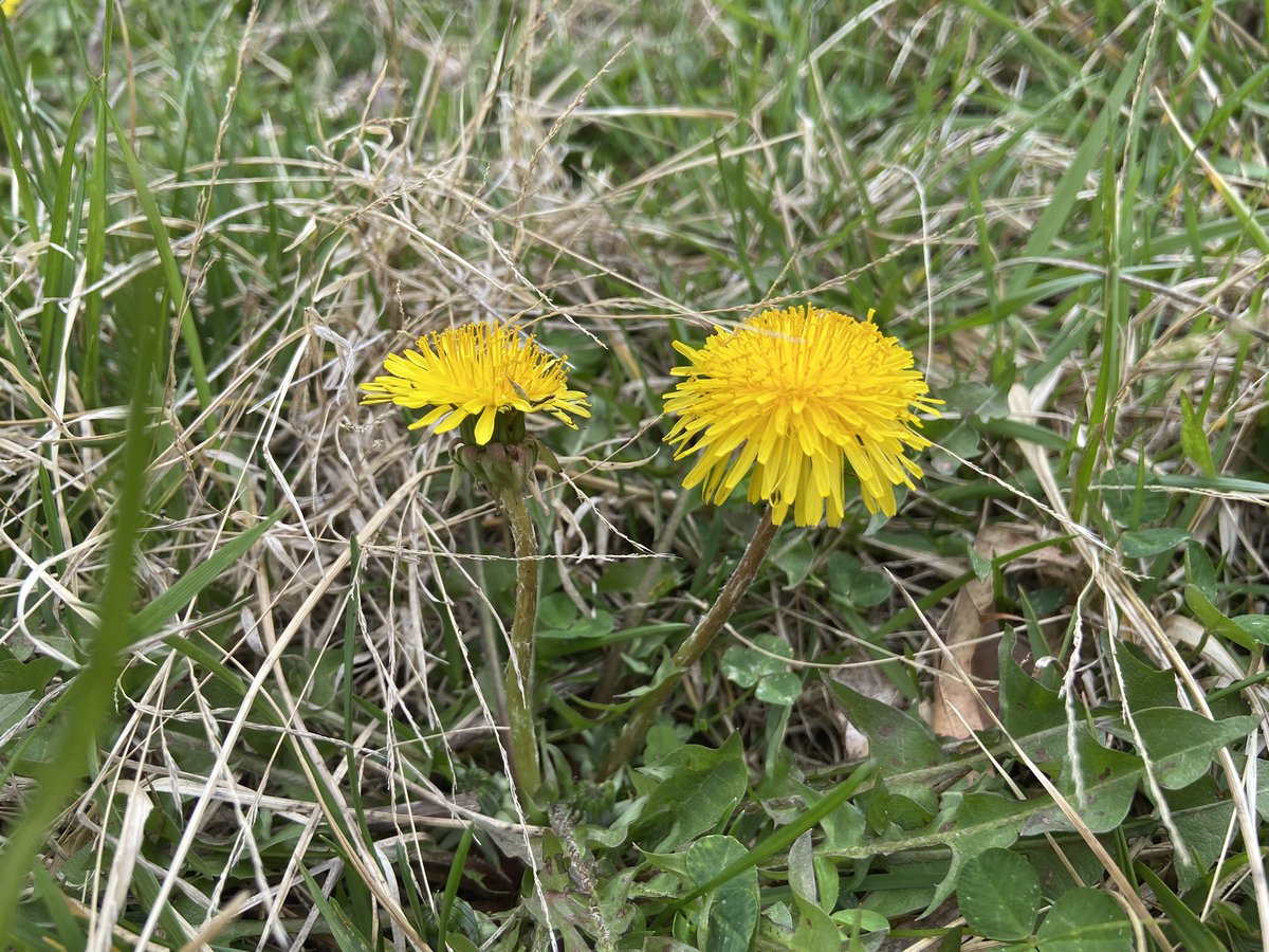 Indigo Mike tweet media