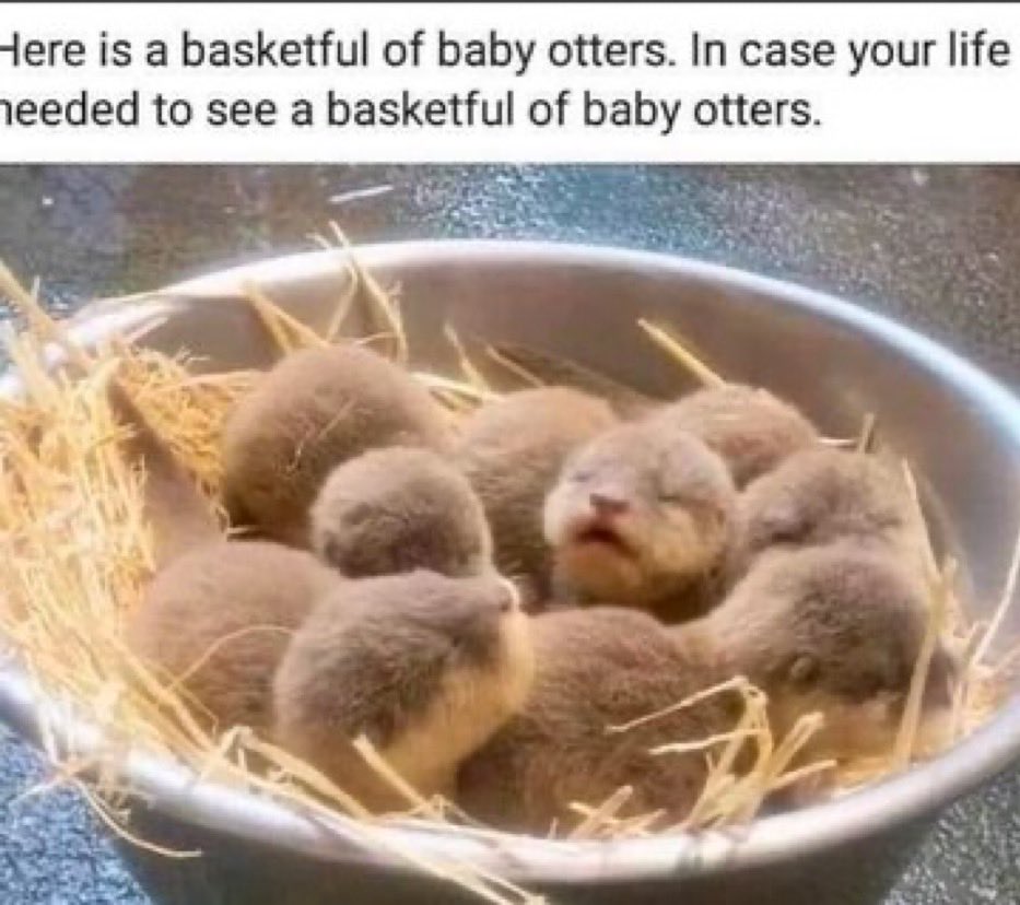 ULTRA Grizzly Biker DAD tweet media