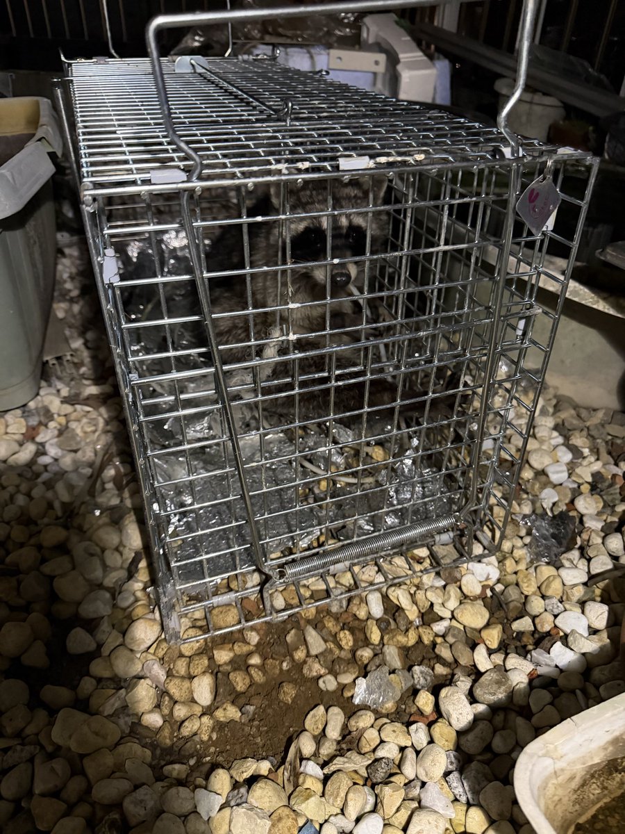 テルミ tweet media