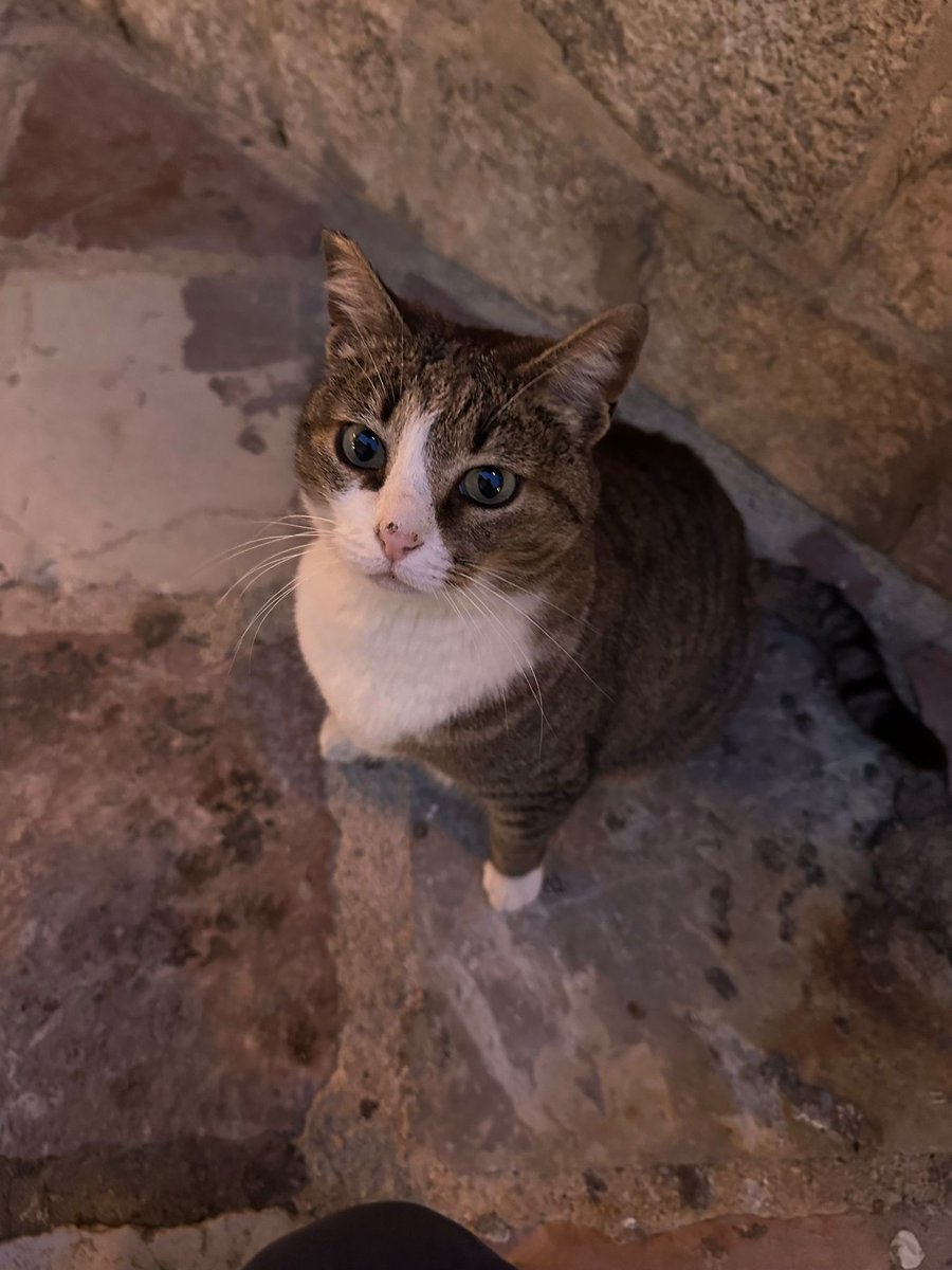 🐈‍⬛ tweet media