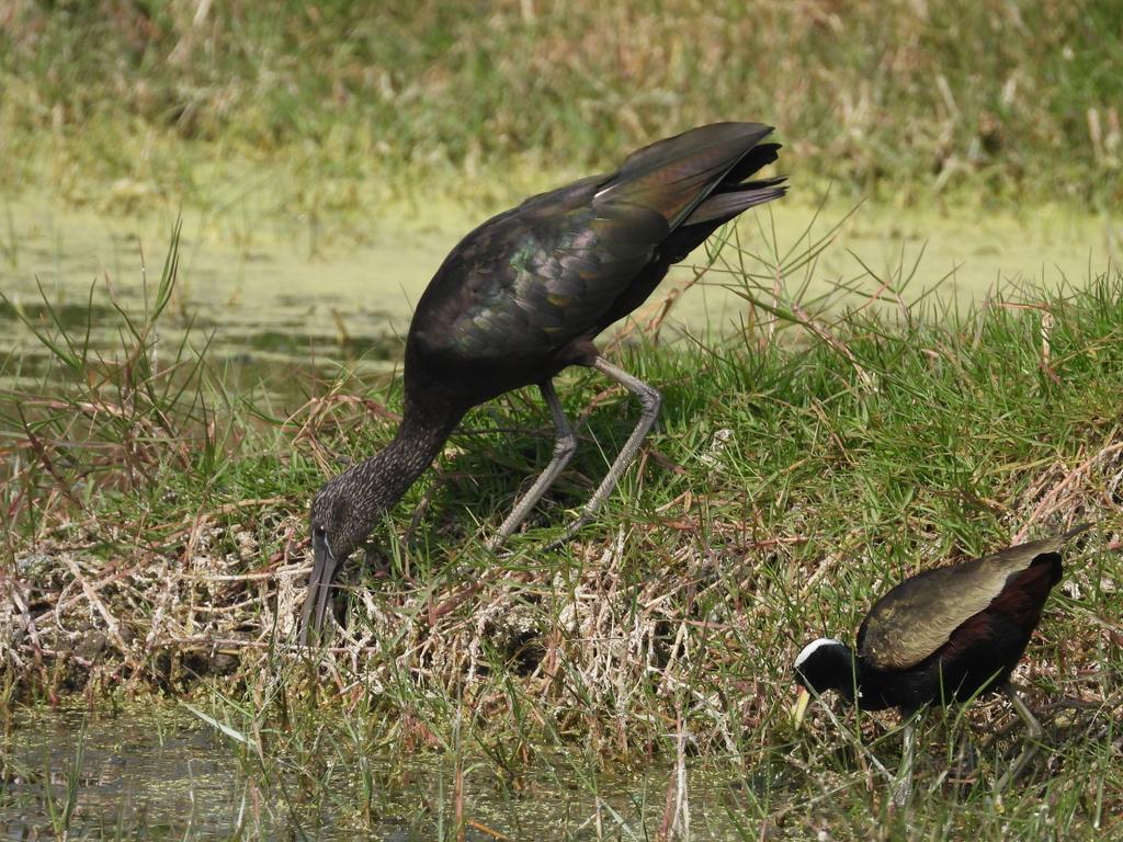 Subhendu Mahapatra tweet media