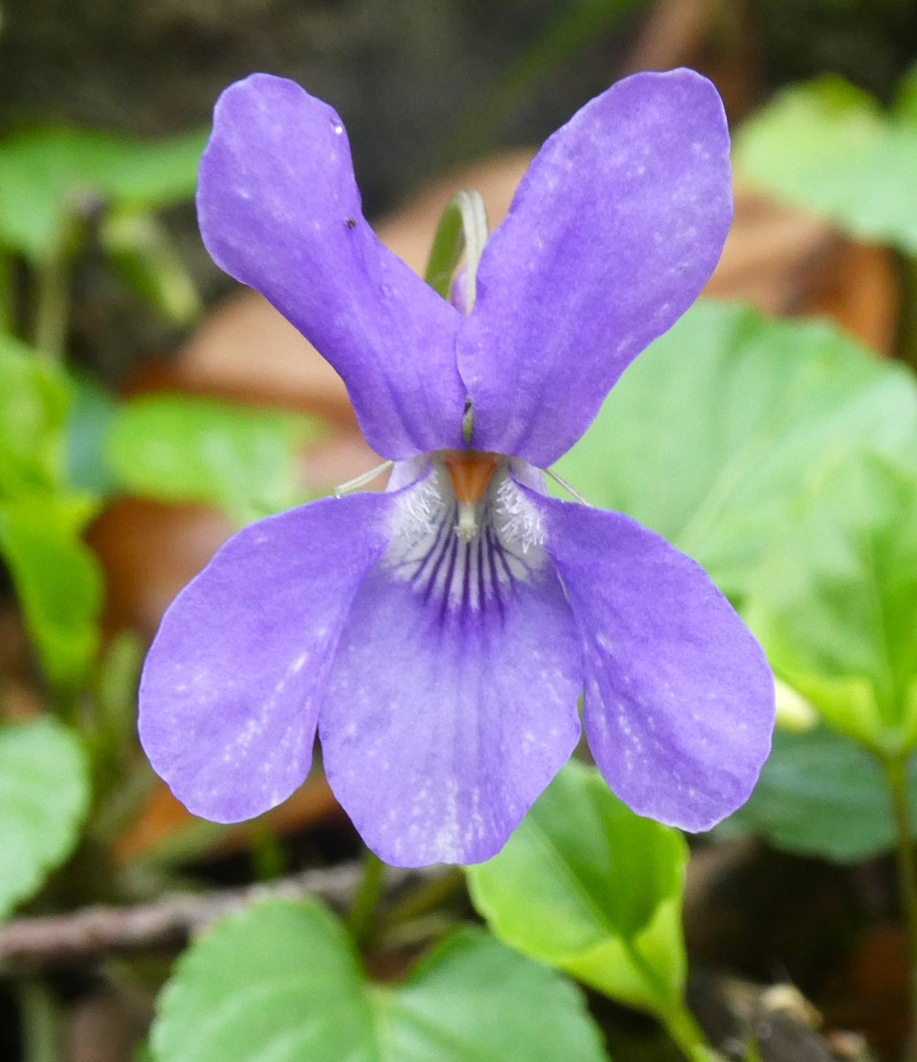 Beatrice Groves tweet media