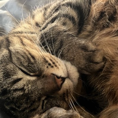 灰崎レノ🐺⛓声のいいねこ系Vtuberだったかもしれない tweet media