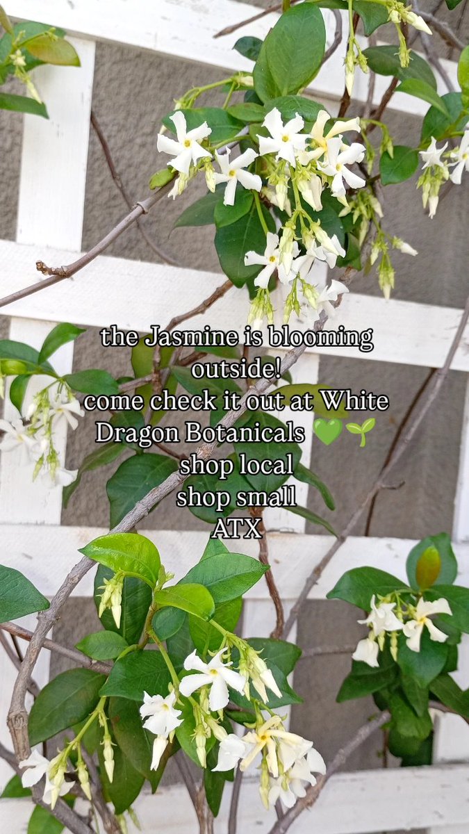 White_DragonATX's tweet photo. We'll be closed this April 3rd, 4th, and 5th 🌷🪴 Come visit us before the long weekend! #shoplocal #shopsmall #ATX #kratom #hemp #kava #CBD #familyowned #NaturalWellness #naturalremedies https://t.co/Aclr5S4Vjc