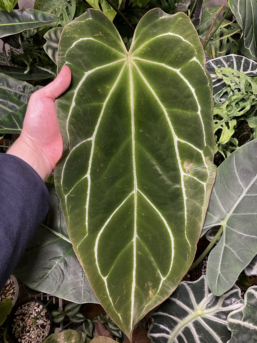 まさお【根腐れのプロ】 tweet media