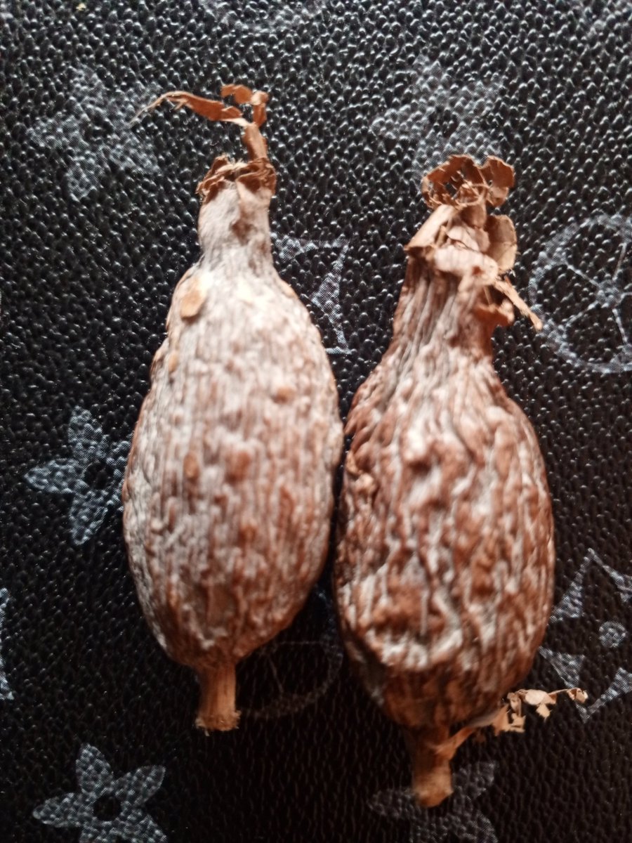 Sylver Big tweet media