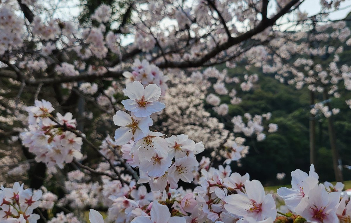 1_rio_4's tweet photo. 🌸 https://t.co/49uoXNSZRa
