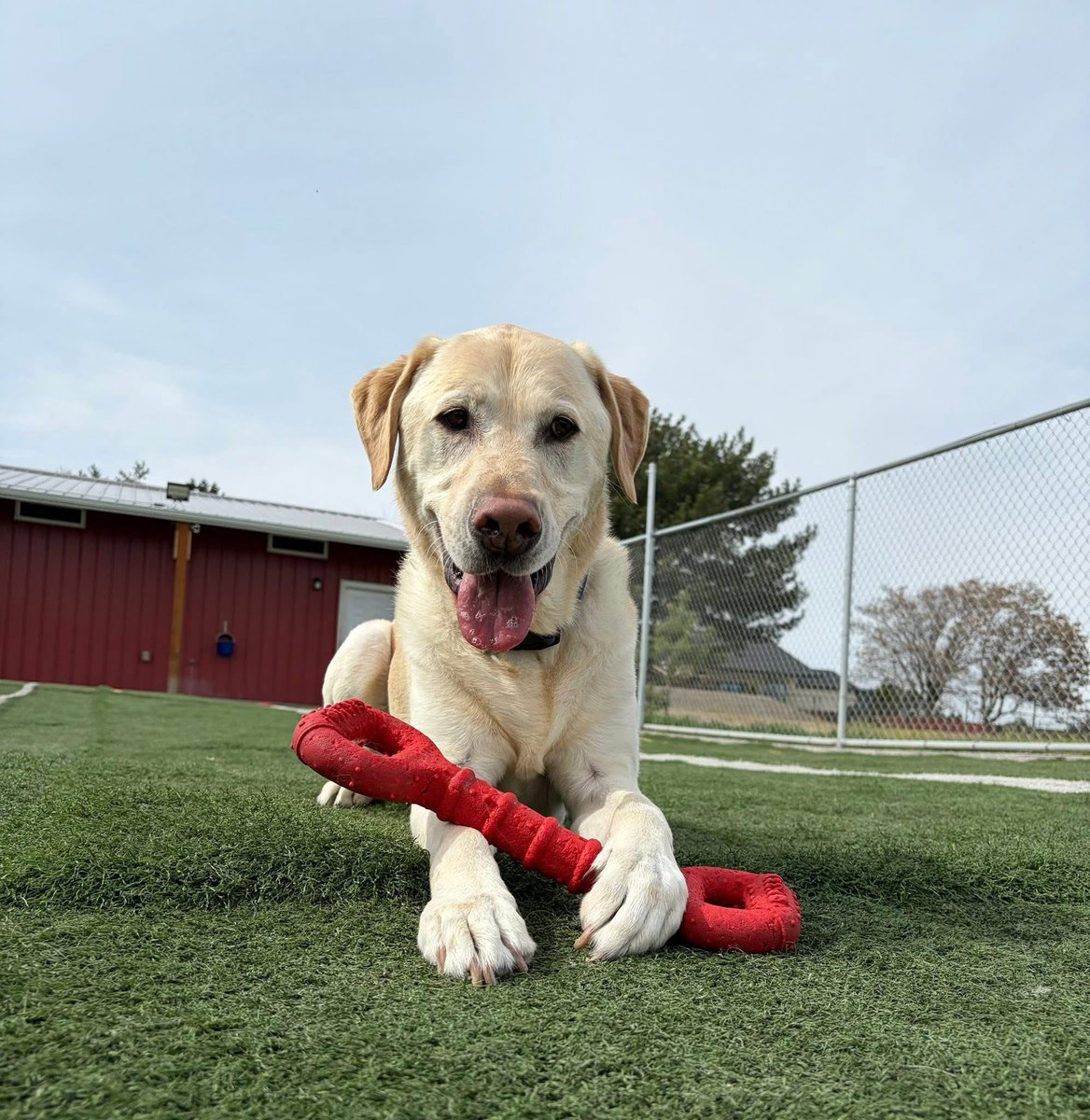 Bogey and Birdie tweet media