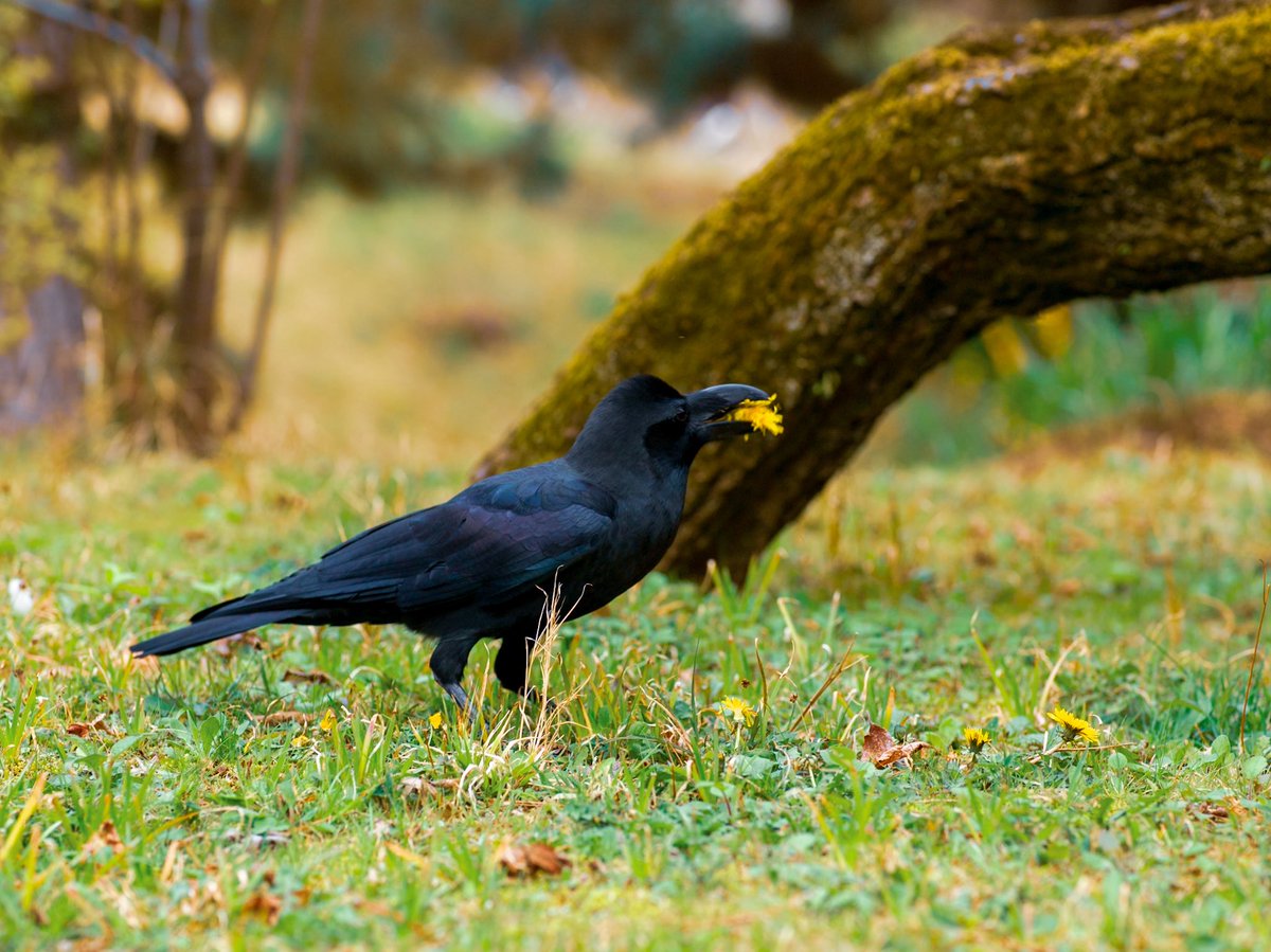 nitcame's tweet image. 三溪園に桜🌸を撮りに行ったら、カラス🐦‍⬛が菜の花を加えていた。ハッセルブラッドのH4D-60のAF-Cは意外と使えた。

#三溪園
#ハッセルブラッド
#H4D-60