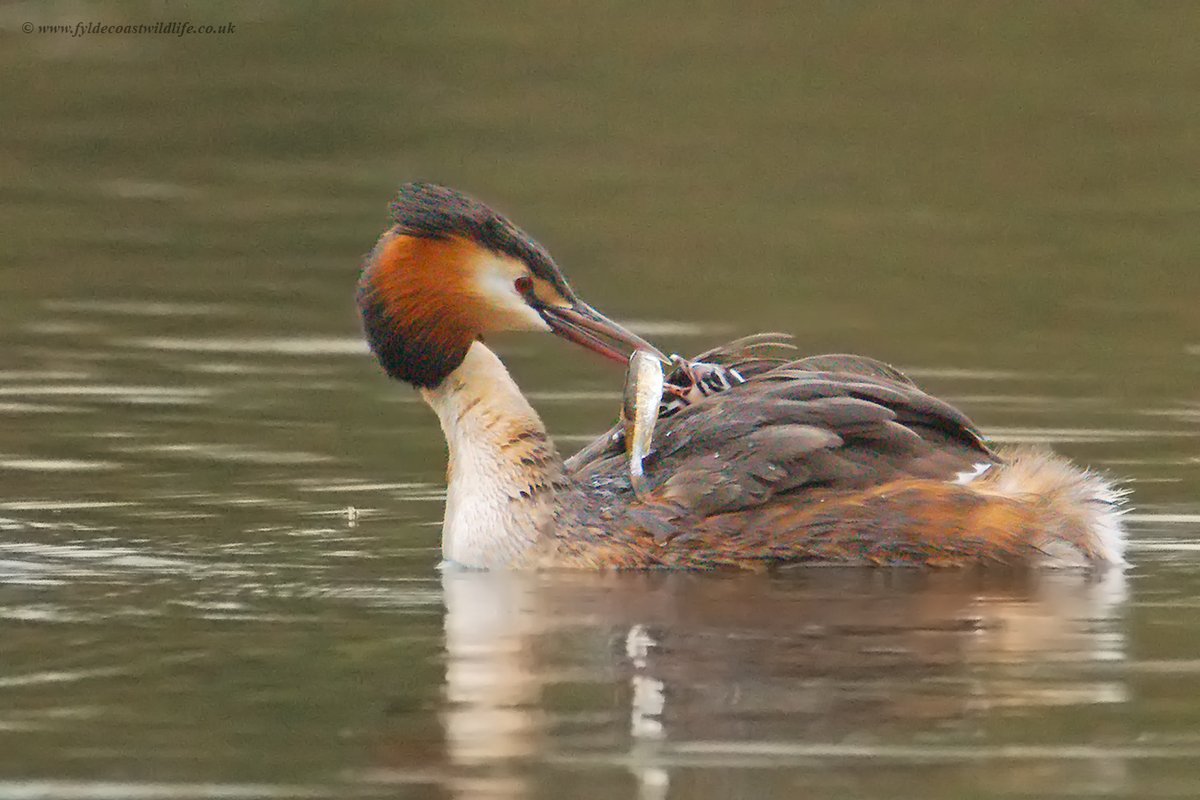 FyldeWildlife's tweet image. We have Humbugs 😍
Great Crested Grebes [Podiceps cristatus] with two young, photographed at #StanleyPark #Blackpool this morning during a brief visit with @DaveyManMcG