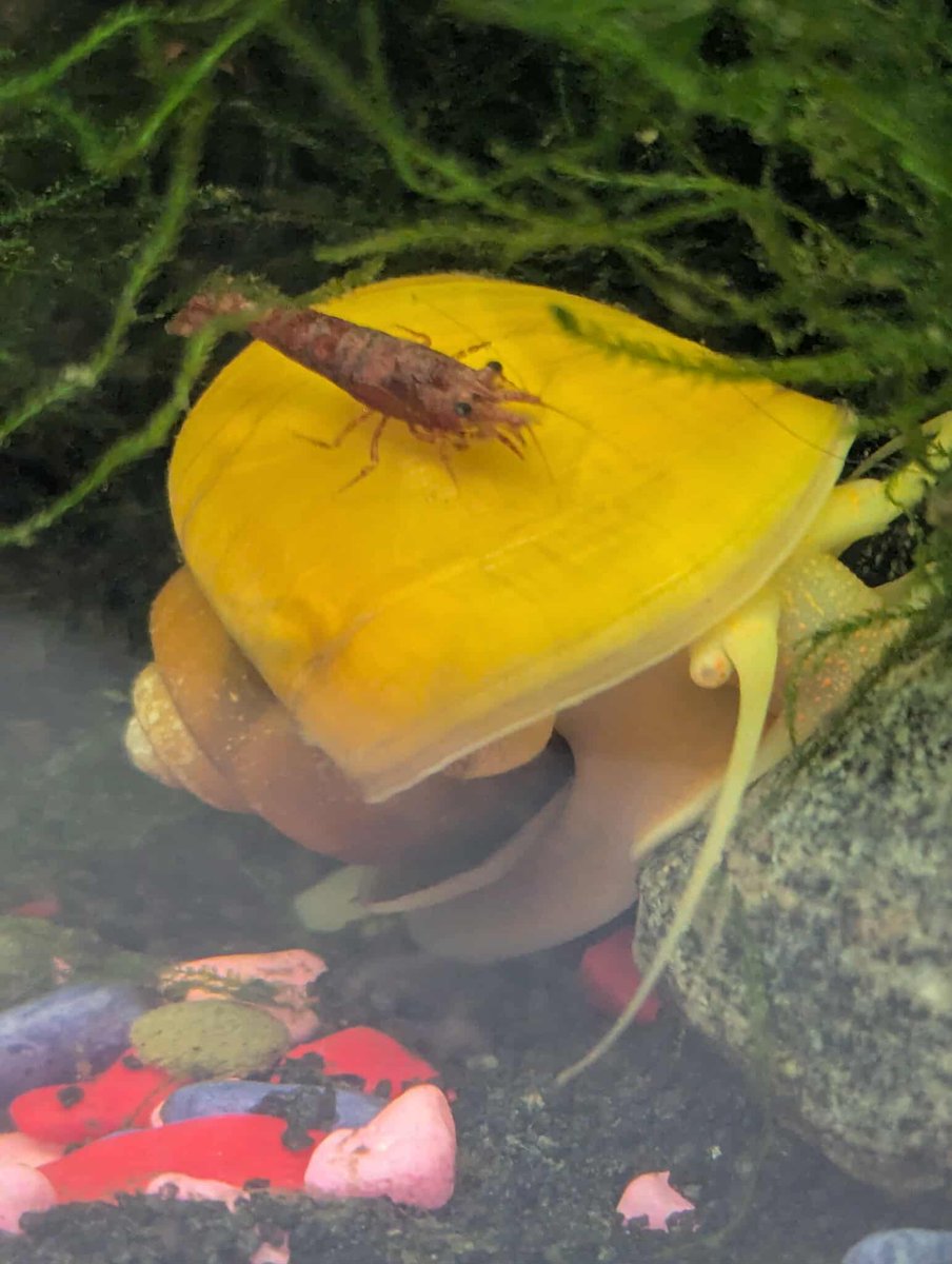 🍀🐌🦐Good luck post of today for everyone hoping to see that 50% today, heres another pick of my shrimp riding on a snail 🦐🐌🍀
throne.com/aredskink
