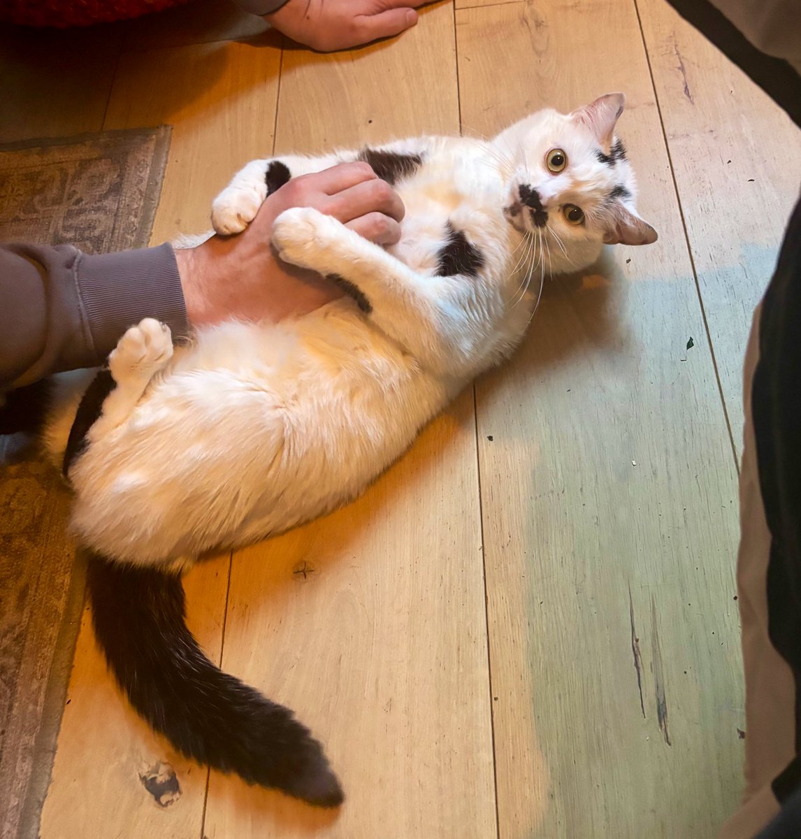 Laura Elliott tweet media