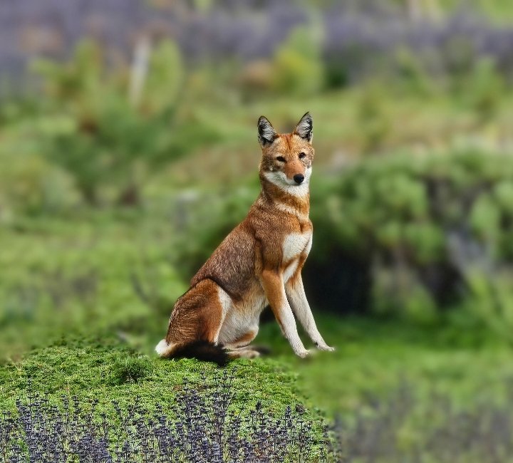 Abdi Samune tweet media