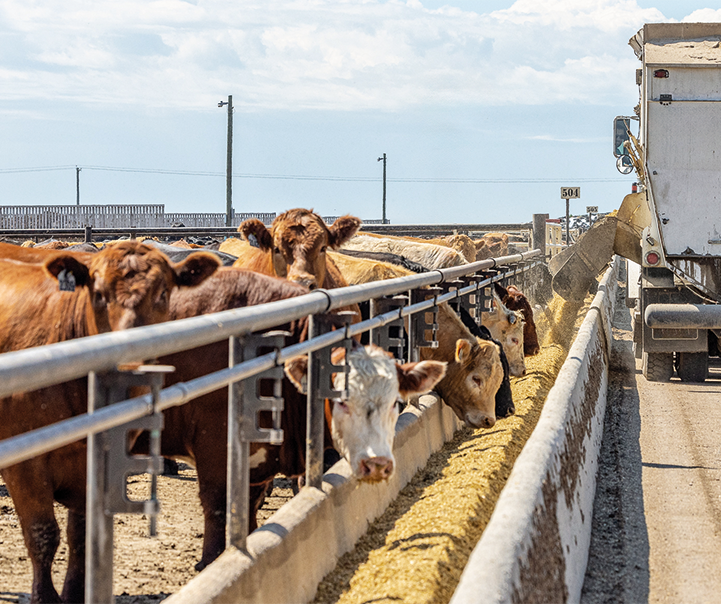 kwscanada's tweet photo. For finishing cattle, KWS Hybrid Rye can replace up to 30% of the grain portion of their ration. Research has shown that cattle performance and carcass quality are comparable to corn or barley fed cattle at this rate. 

Discover how KWS Hybrid Rye can elevate your feeding program today.
#KWSHybridRye #BackgroundingCattle #CanadianAgriculture #ForageAndFeed