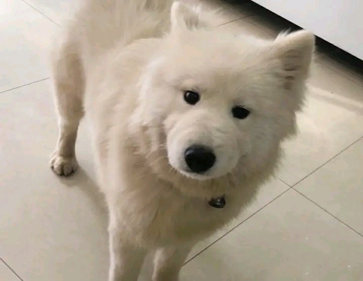 samoyed ( April Fool's Day ) tweet media