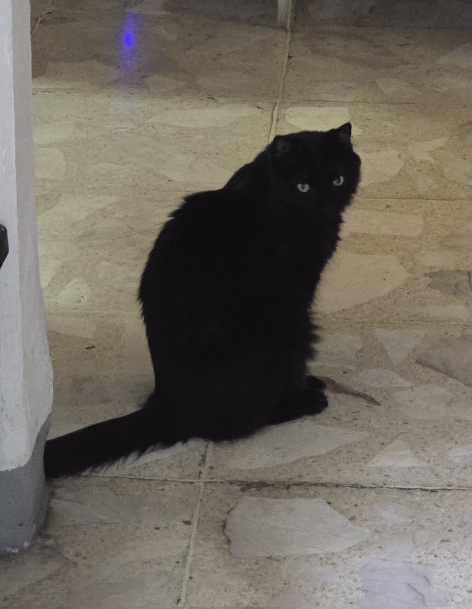 Héctor de León (El loco de los perros) ⛧ tweet media