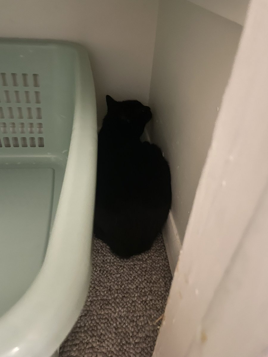 sorcha boots 🍉 tweet media