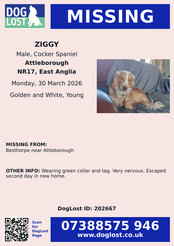 🆘30 MAR 2026 #Lost Ziggy #ScanMe
YOUNG Cocker Spaniel Male
#Besthorpe near #Attleborough #NR17 #Norfolk
doglost.co.uk/dog/202667