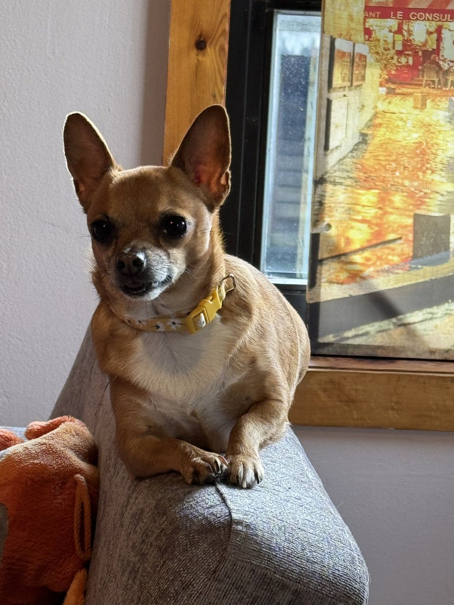 Help2Rehome Scotland tweet media