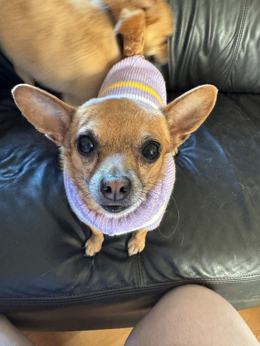 Help2Rehome Scotland tweet media