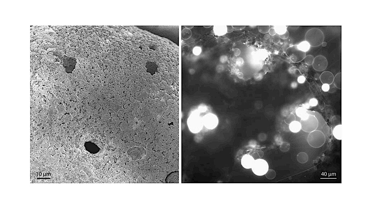 Evolution Meteorlite From Space Dust To Protocells: Micrometeorites In Early Cellular ...