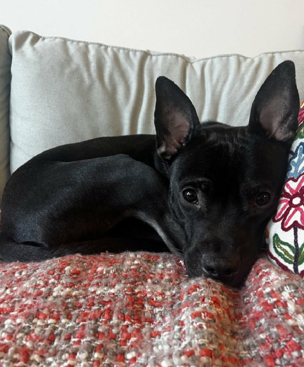 Morgan Fairchild's Dogs tweet media