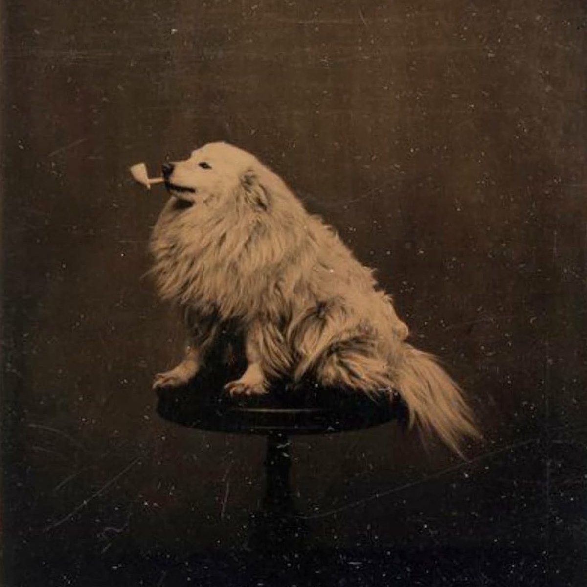 allison harvard burke tweet media