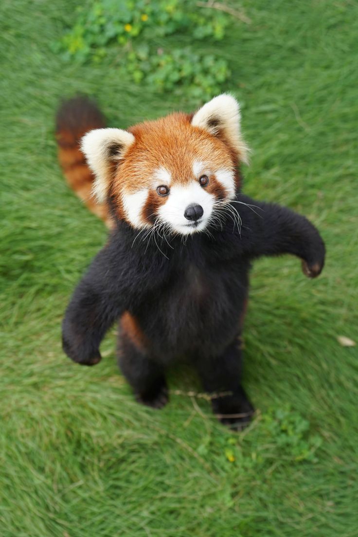 小东西我嗦死你们