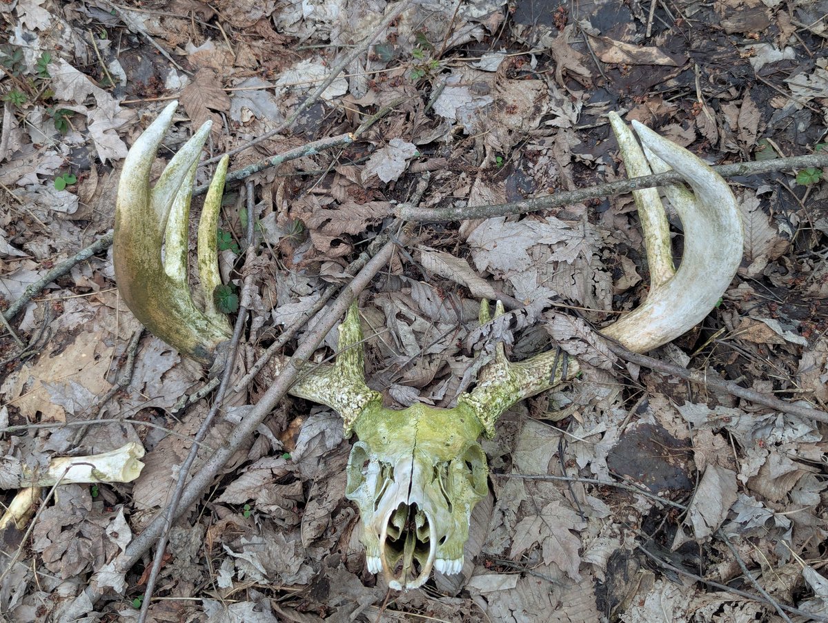 Diane h AKA Diane - Rabbit tweet media