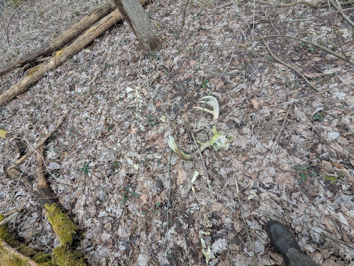 Diane h AKA Diane - Rabbit tweet media