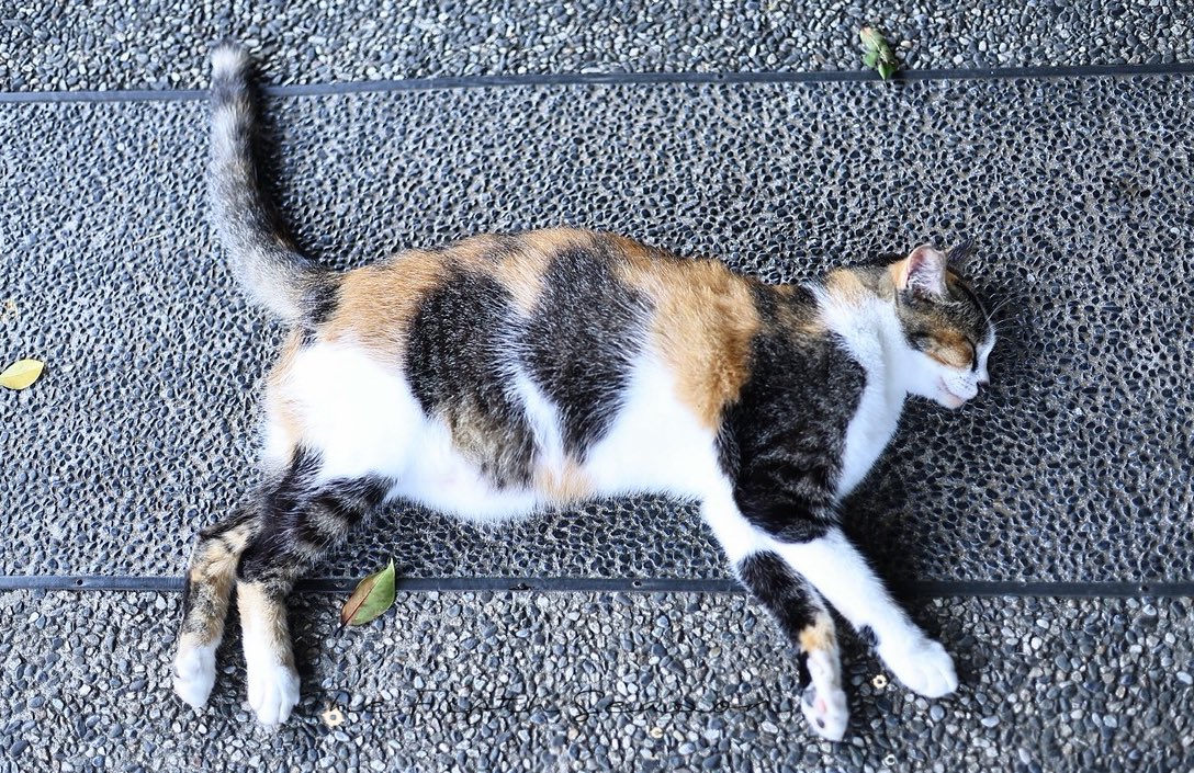 𝚃𝚑𝚎 𝙵𝚒𝚏𝚝𝚑 𝚂𝚎𝚊𝚜𝚘𝚗 tweet media