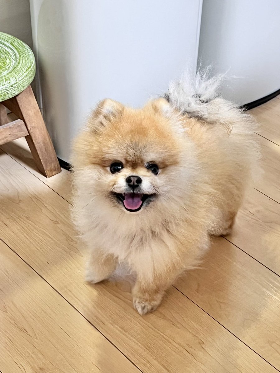 秋田 小町 tweet media