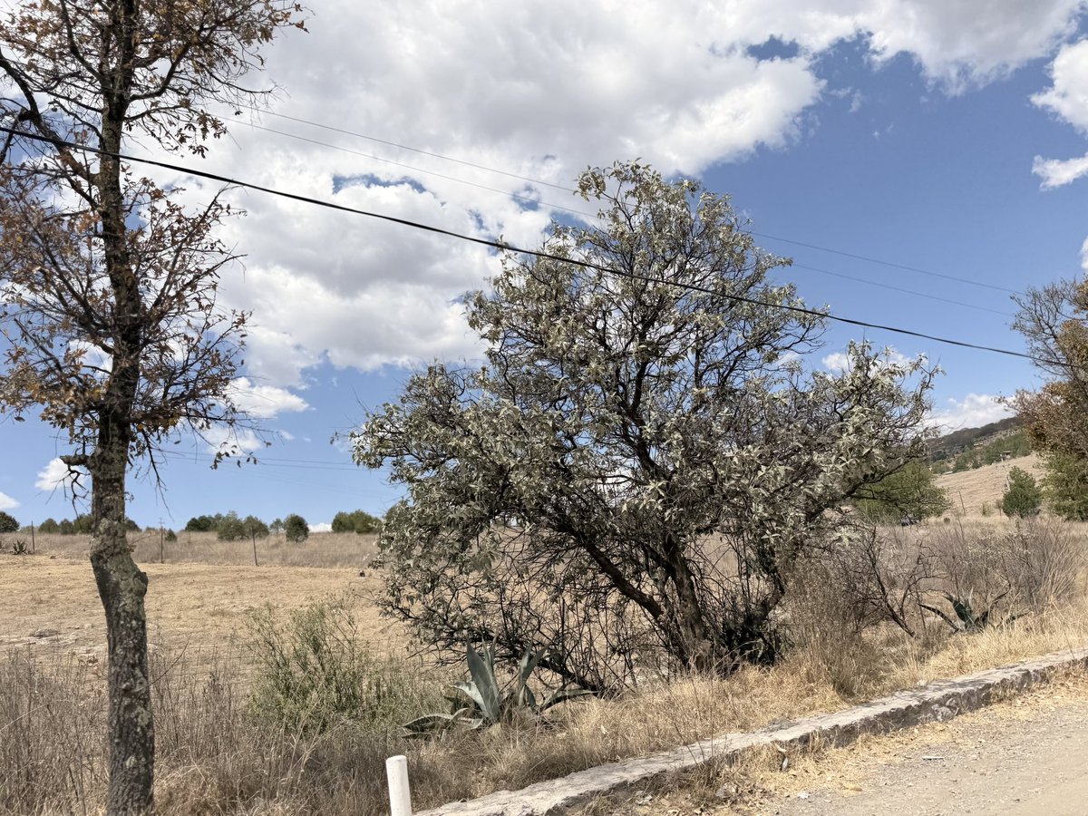 SoyDeLeon_Mx's tweet photo. En #Guanajuato también tenemos #Tepozanes
Son #Nativos y resisten impresionantemente la falta de agua.
#Tepozanes en #ANP Sierra de Lobos #ZML #León https://t.co/Ed2d5Upubb