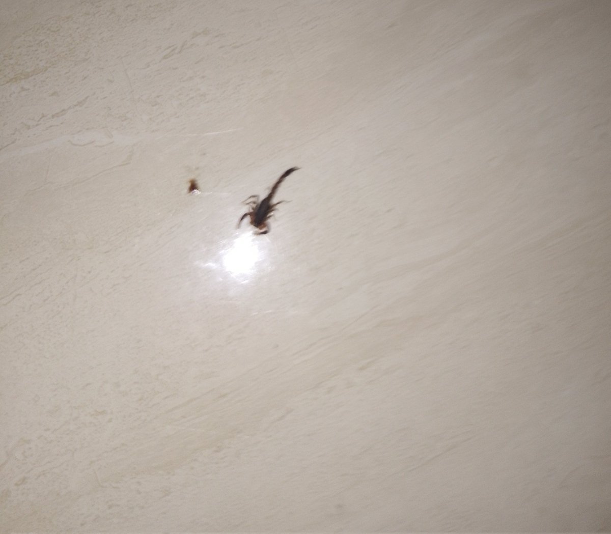 Peace🌷 tweet media