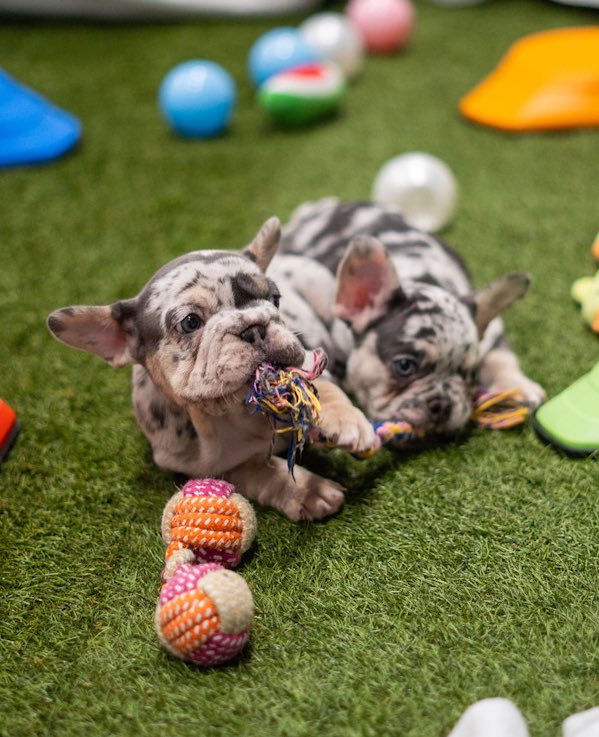 BUSAPAR3's tweet image. Puppy 🐶 therapy - taking care of my wellbeing and it doesn’t get any better than this @pawsinwork #pawsinwork 🐾 #therapy #wellbeing #puppy #dogs