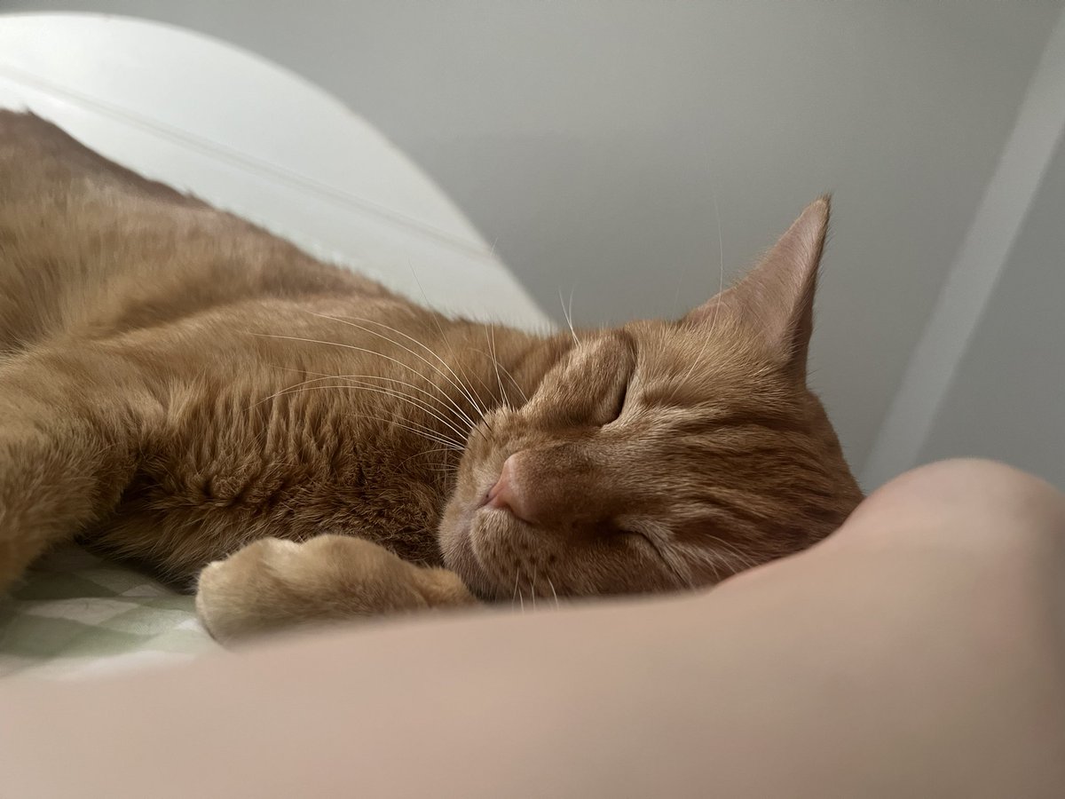 goob 🍞 tweet media