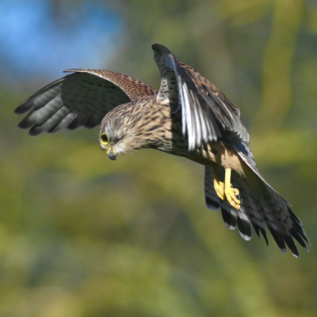 David Rouse 🍃💚🍃 tweet media