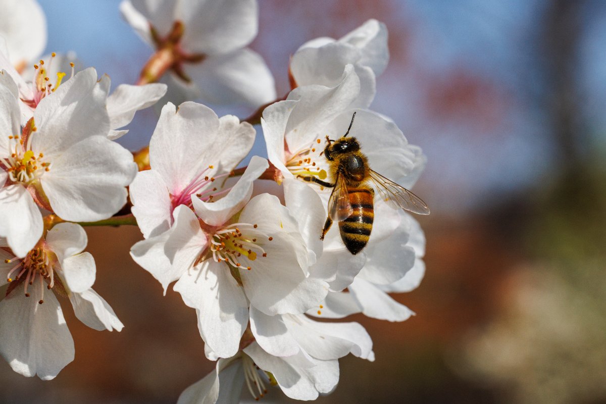 Bowie State University tweet media
