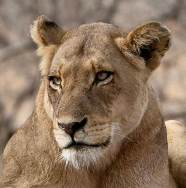 Are they indeed around? Anybody know if any of the Nkuhuma females has a similar muzzle/lip scar to this imbali female and the female on drive?🤔 #WildEarth