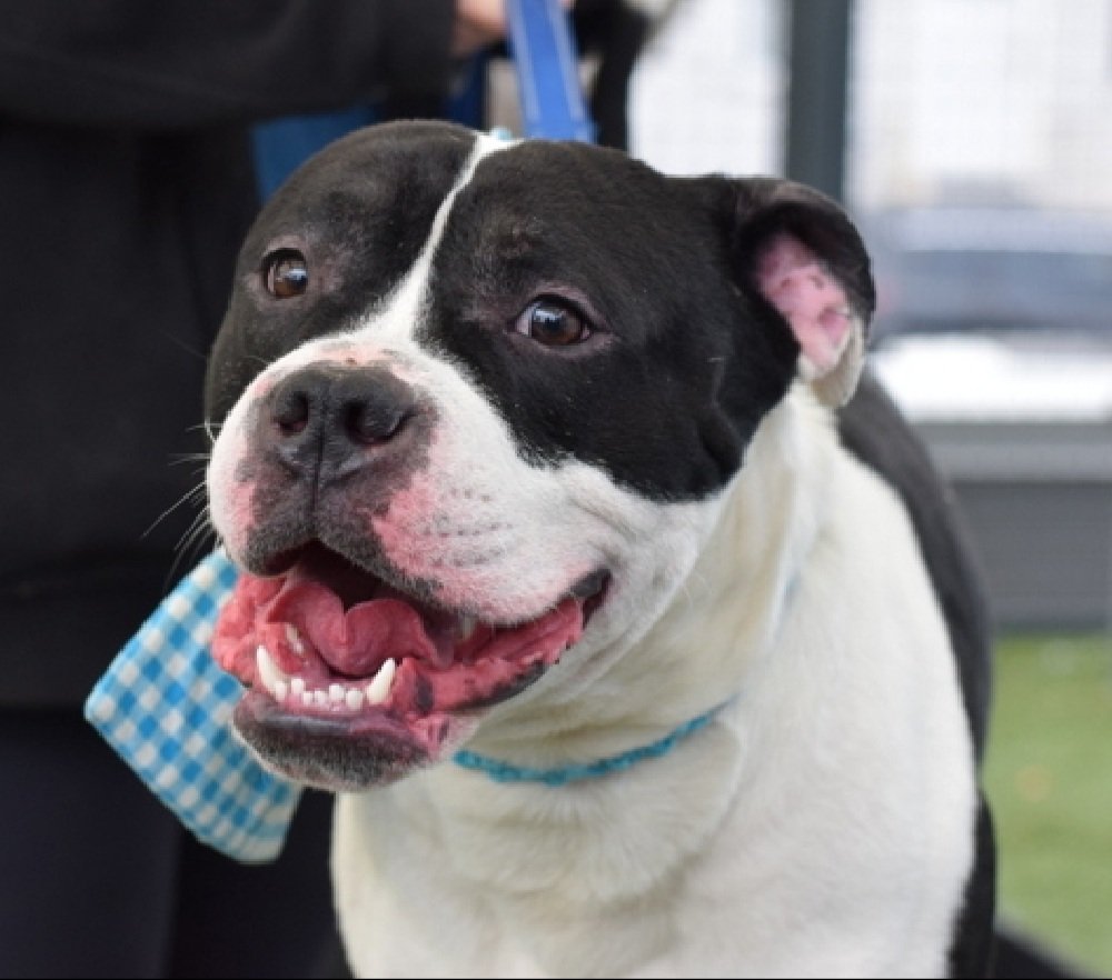 Morgan Fairchild's Dogs tweet media