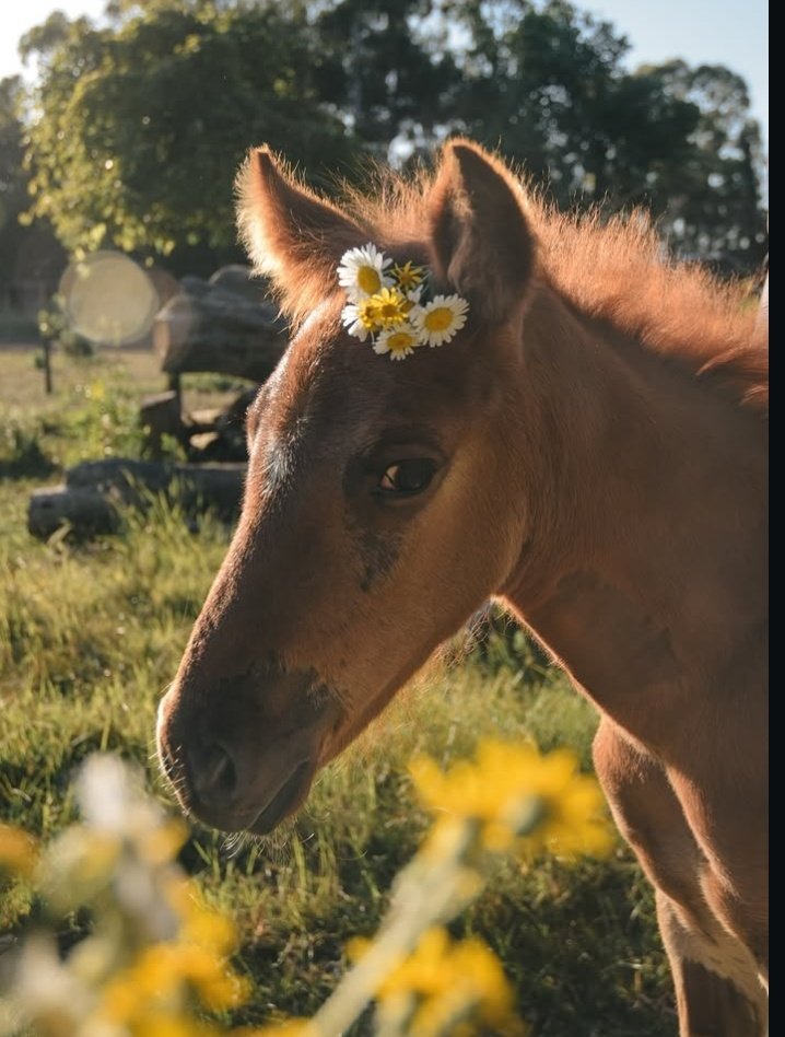 Jungle Pocket 🌴 tweet media