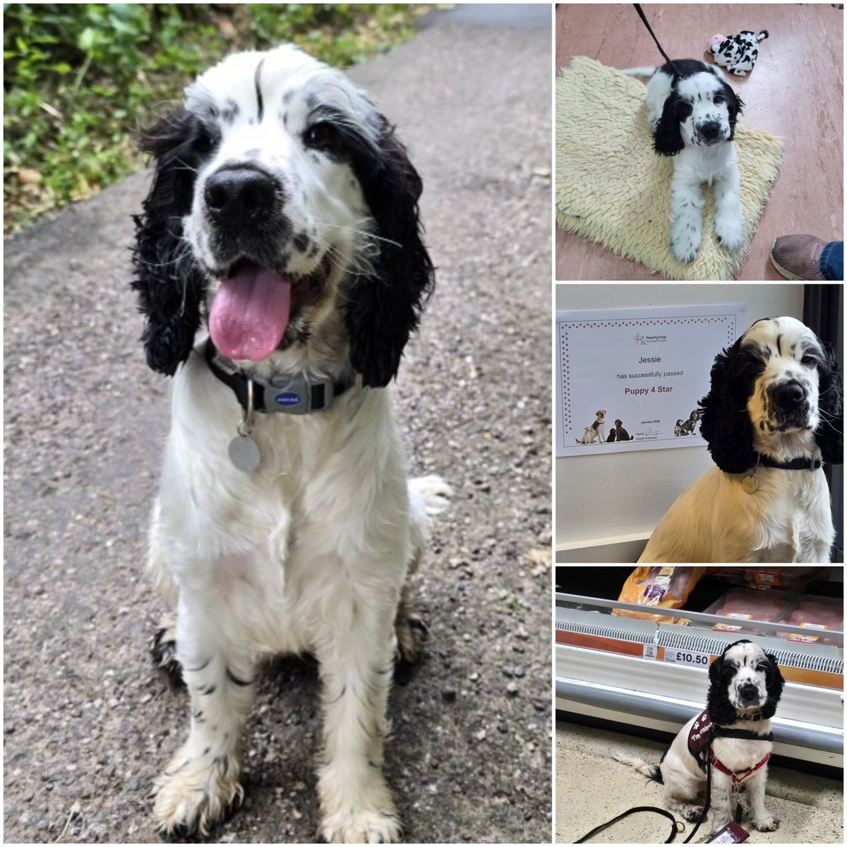 Hearing Dogs for Deaf People tweet media