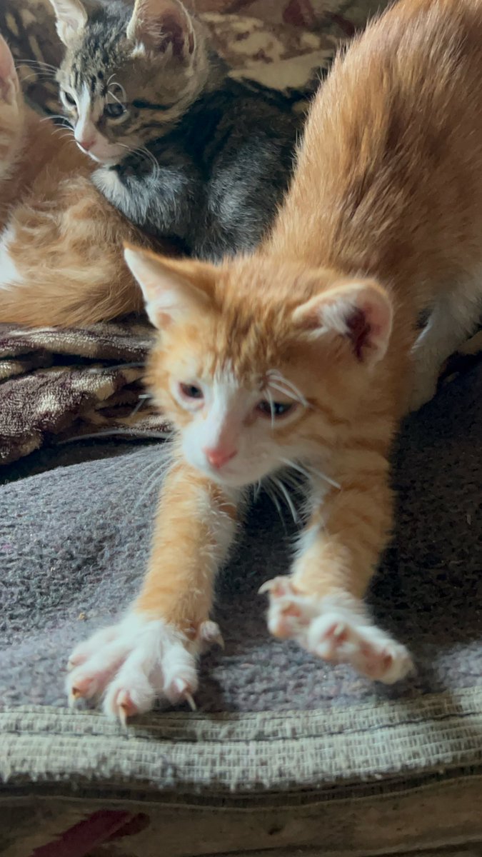 Salam animal care tweet media