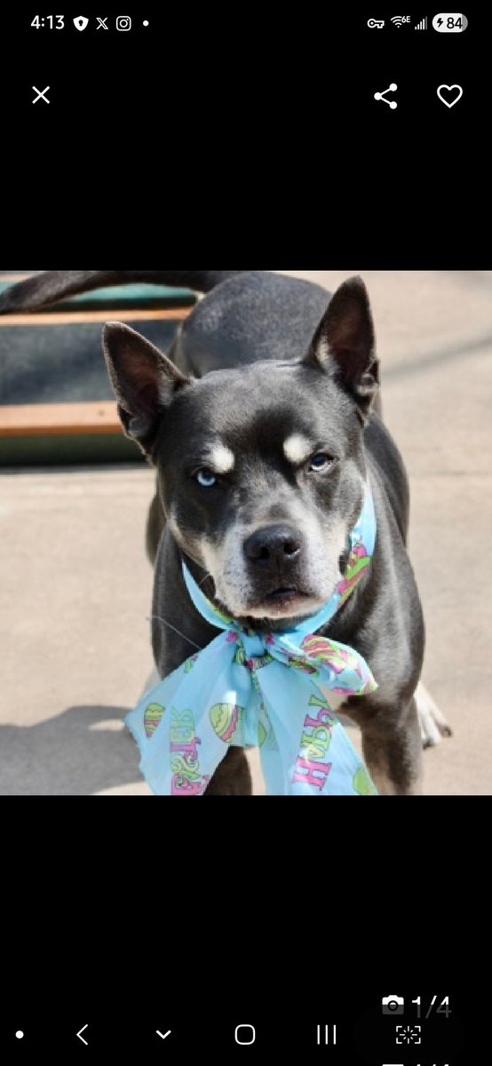 MyBoxerLuvMac1's tweet photo. 💔Bluno💔
#NYCACC #246853 2y
▪️Listed TBK: 4/2💉
#AdoptMe
Precious sweetie's💔, stressed in tiny cell.
Adorable, extra special boy w his 1 warm brown eye & 1 bright blue!
Friendly, playful, no 1 blames him 4 despising his kennel.
High energy darling needs out, 2 absolutely shine!
Needs loving, N.East #Foster/#Adopter, 2 decompress & blossom, into yr 4ever BFF.
DM @CathyPolicky
Pls #Pledge4Rescue
💞B
https://t.co/pDH0ABKCjr